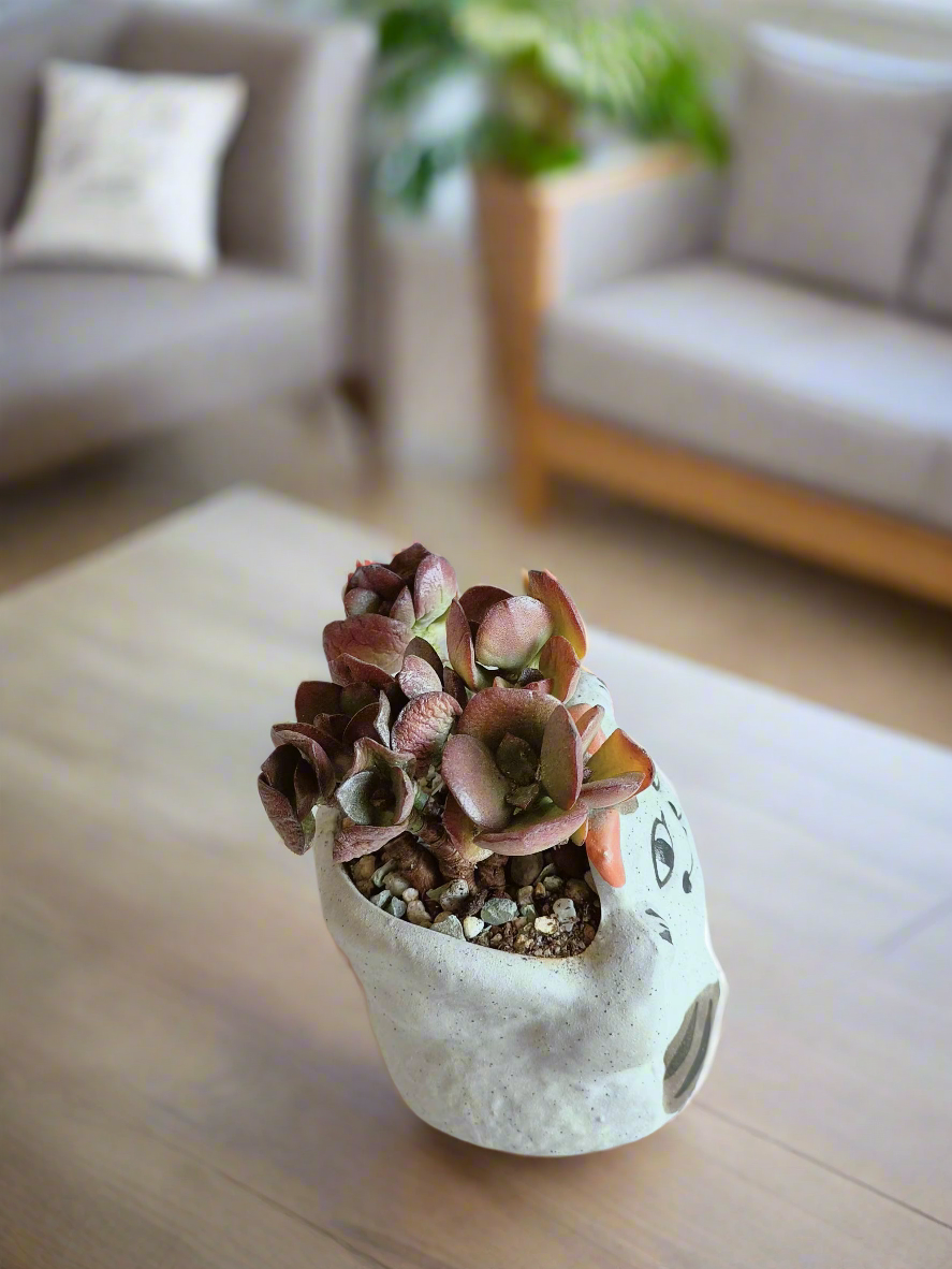 Succulent Hippy Cat Pot - Echeveria - SlowBloomGreens