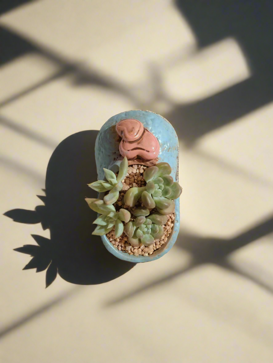 Succulent Mary Jane Charm Blue – Graptopetalum mendoza & Pachyveria pachyphytoides - SlowBloomGreens