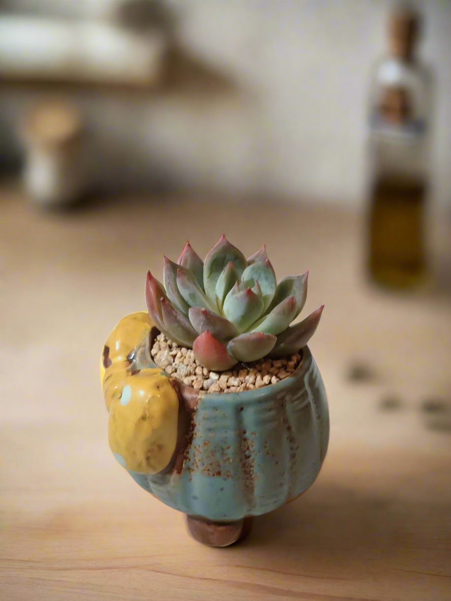 Succulent Ceramic Round Bow Blue – Echeveria 'Blue Bird' - SlowBloomGreens