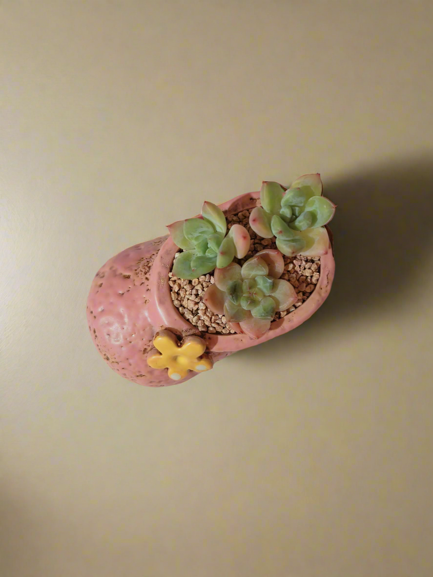 Succulent Mary Jane Charm Pastel Pink – Pachyphytum Cream Beauty - SlowBloomGreens