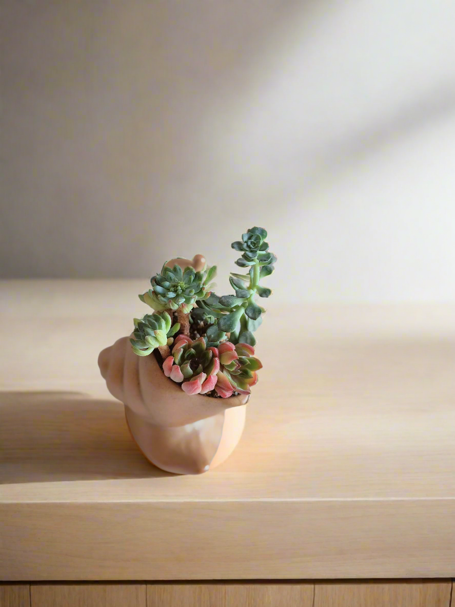 Succulent Snail Pot – Echeveria - SlowBloomGreens