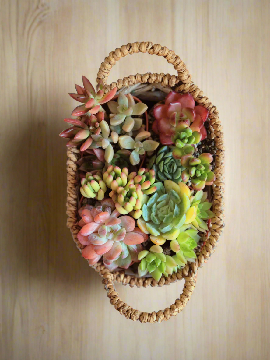 Succulent Basket Bliss ( Customised) - SlowBloomGreens