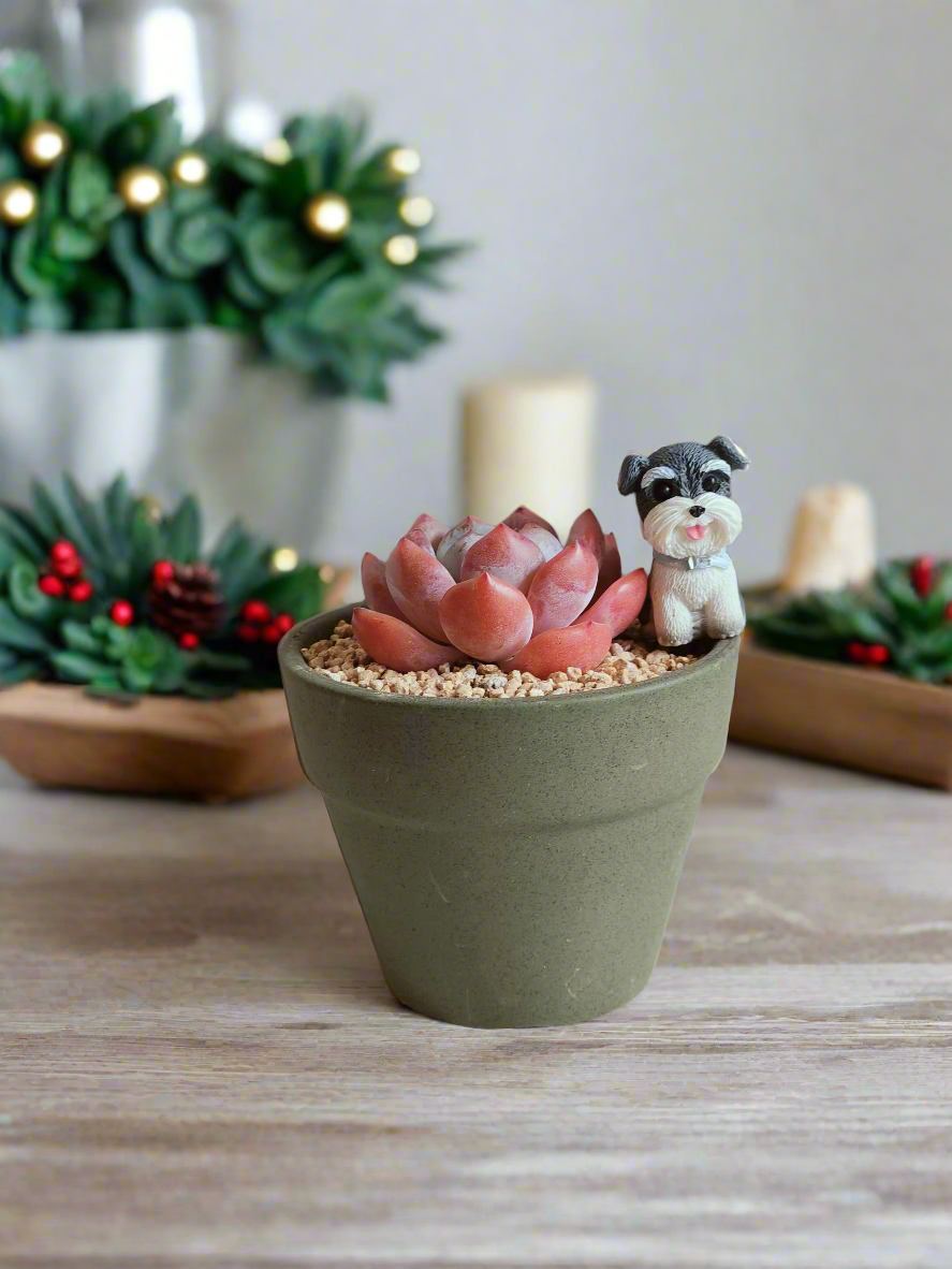 Succulent Schnauzer Pot - Echeveria Orange Monroe - SlowBloomGreens