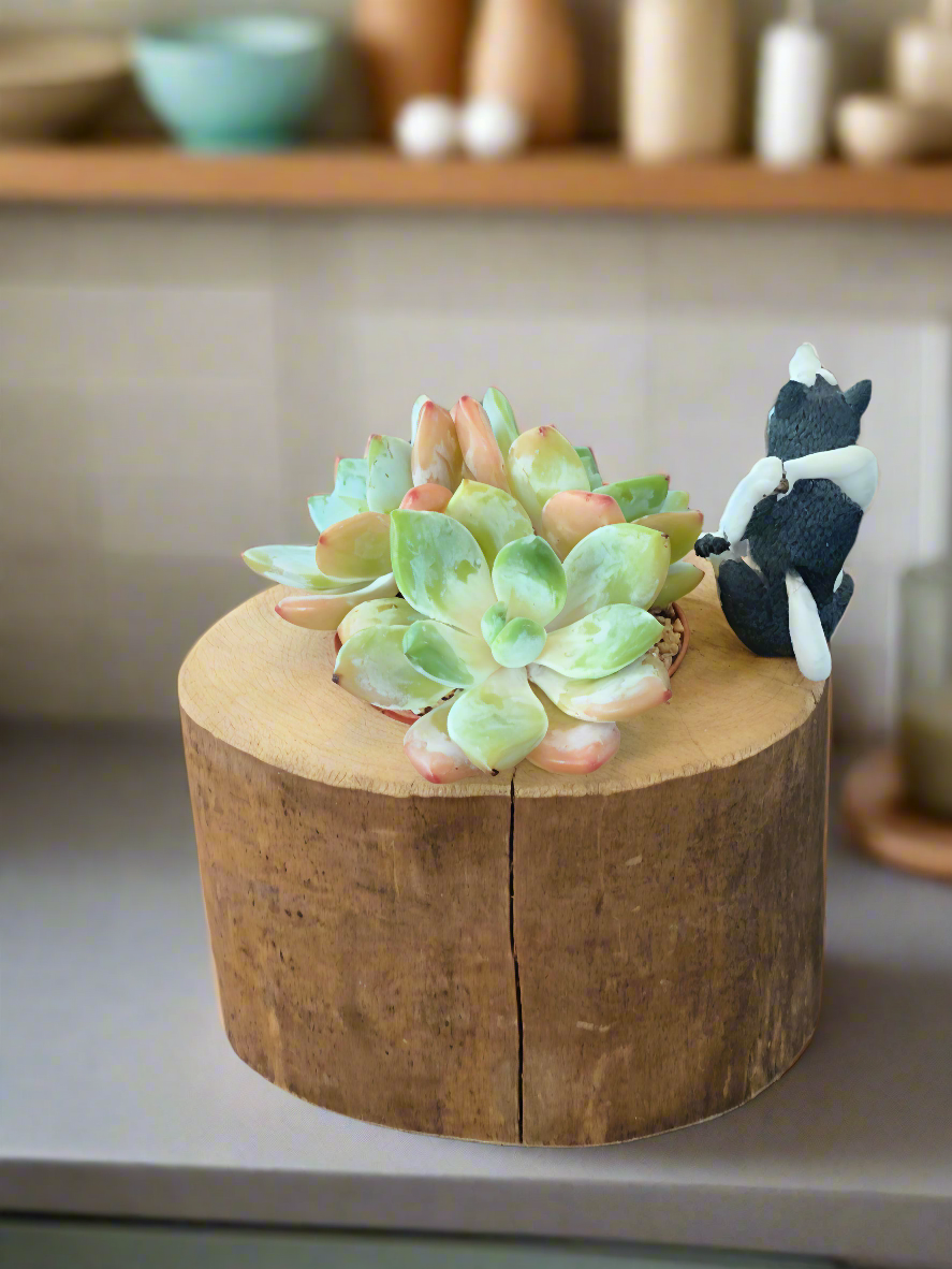 Succulent Yoga Husky on Woodland Log – Echeveria Hybrid