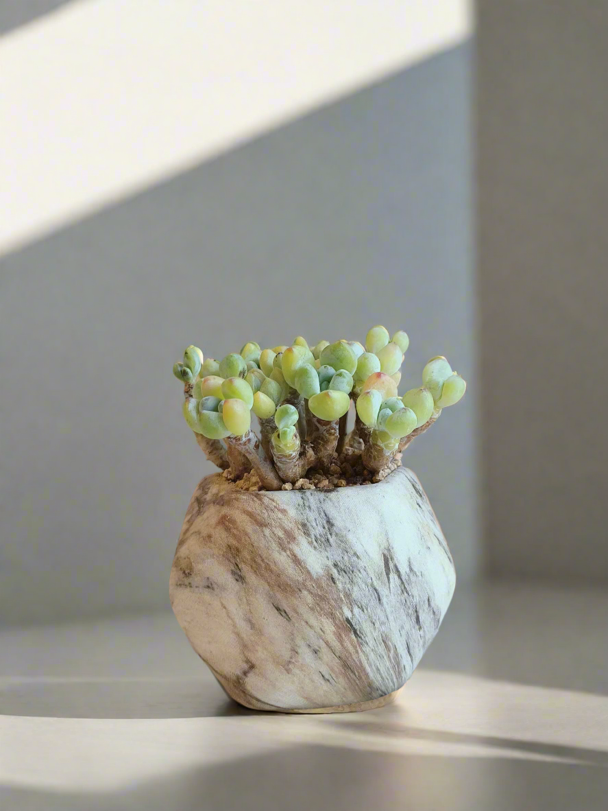 Succulent Mini Octagon Brown - Sedum Treleasei 'Stonecrop' - SlowBloomGreens