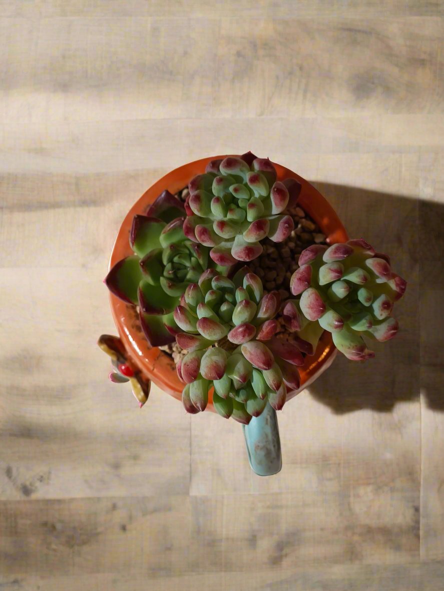 Succulent Enchanted Garden Dragonfly – Sedeveria 'Blue Elf' with Echeveria Agavoides