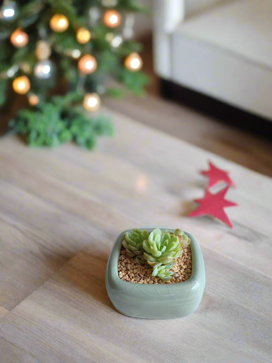 Succulent Zen Square Pastel Green Pot – Echeveria Elegans - SlowBloomGreens