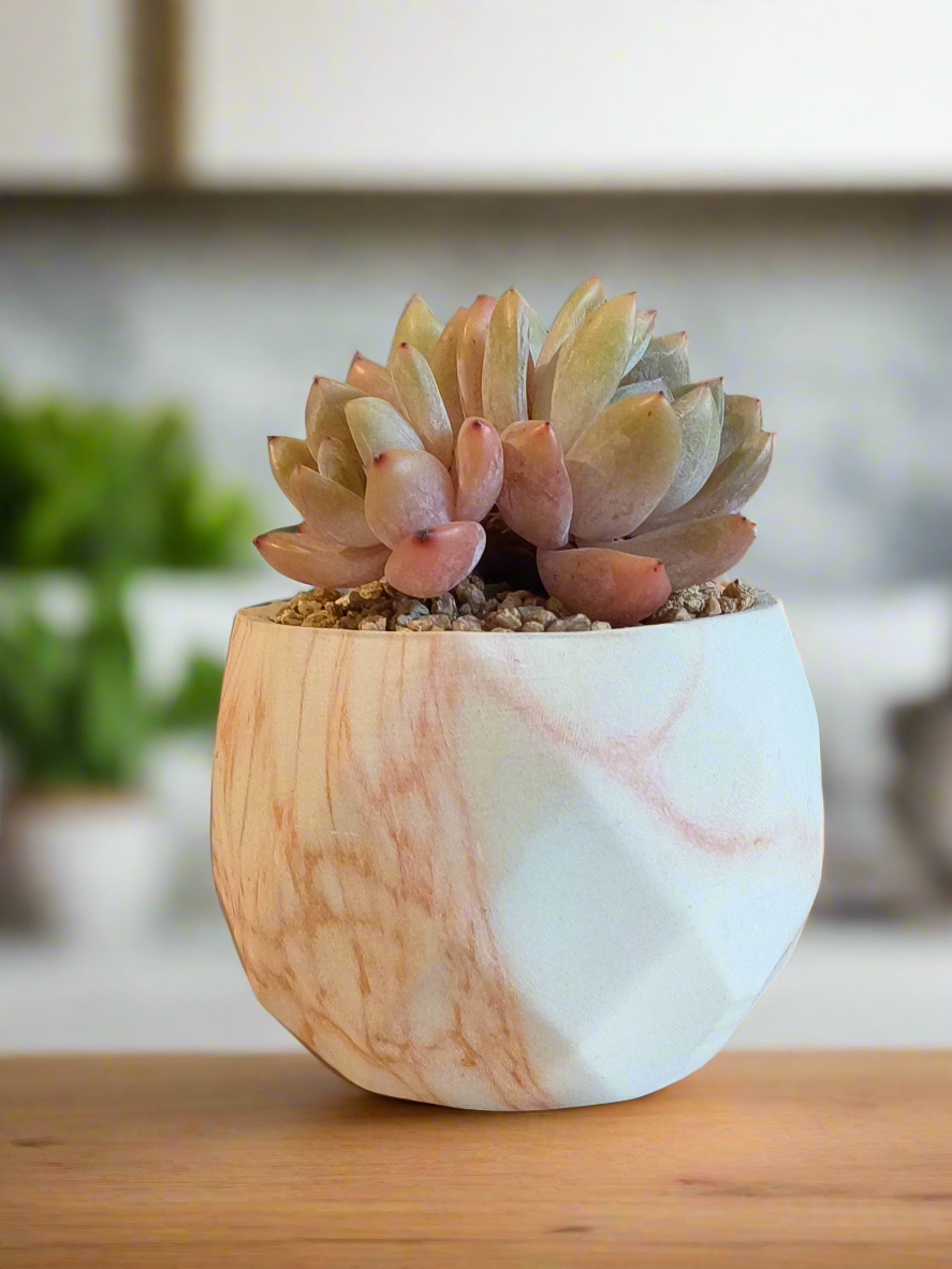 Echeveria 'Pink Ariel Crest' nestled in a classic marble orange pot, highlighting the contrast between the plant's colors and the pot's texture.ā
