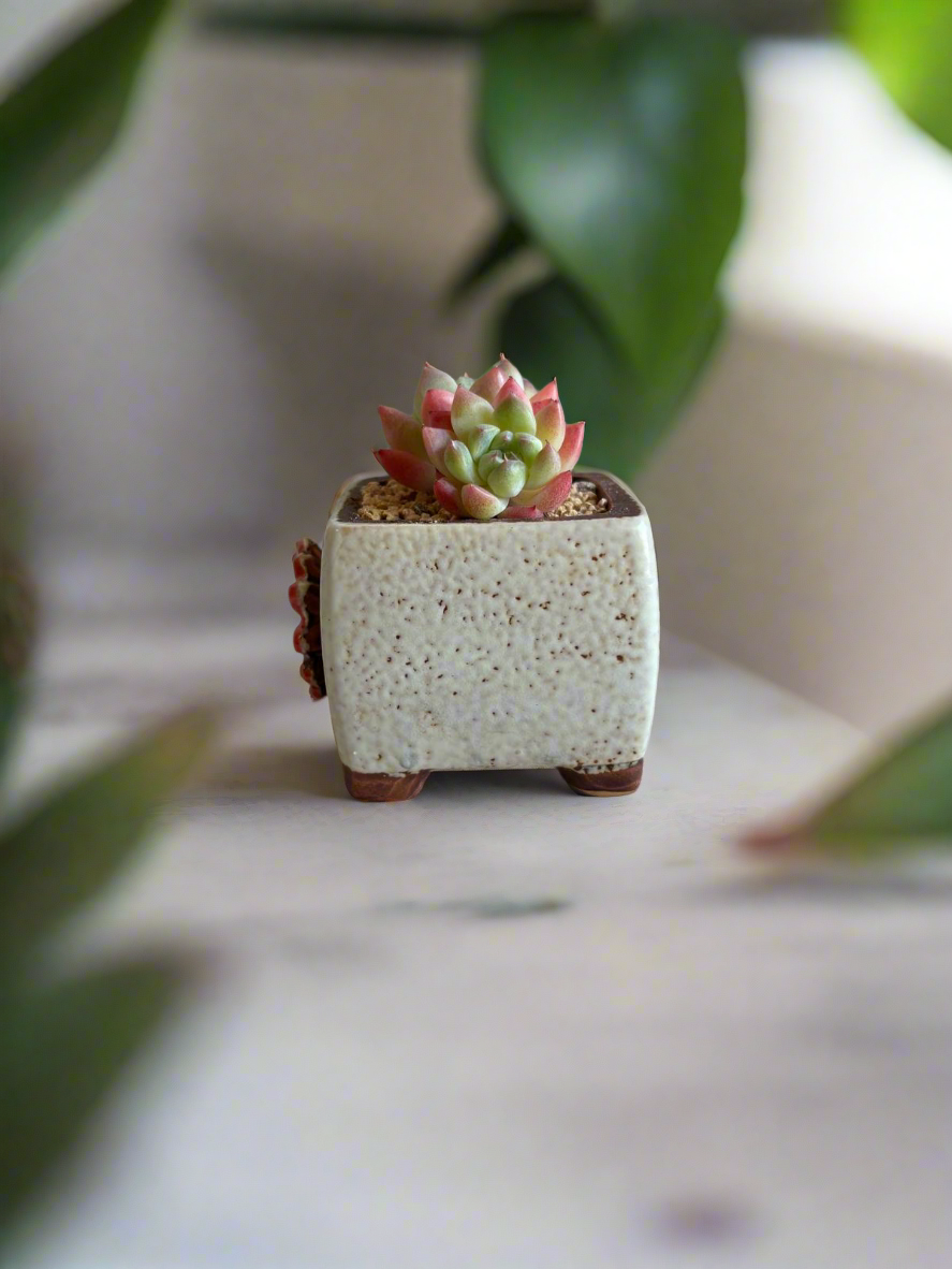 Succulent Ceramic Square Flowerpot White – Echeveria Suryeon - SlowBloomGreens