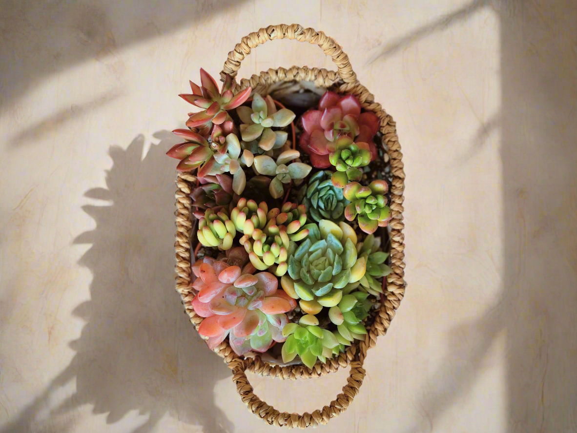 Succulent Basket Bliss ( Customised) - SlowBloomGreens