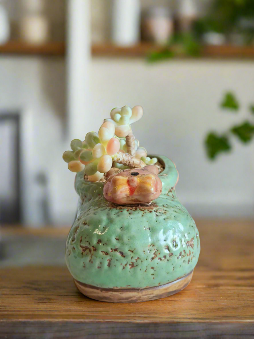 Succulent Mary Jane Charm Green – Graptopetalum mendoza - SlowBloomGreens