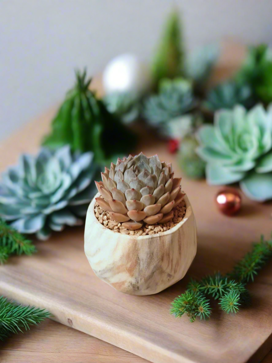 Succulent Classic Marble Brown Pot – Echeveria Fiona - SlowBloomGreens