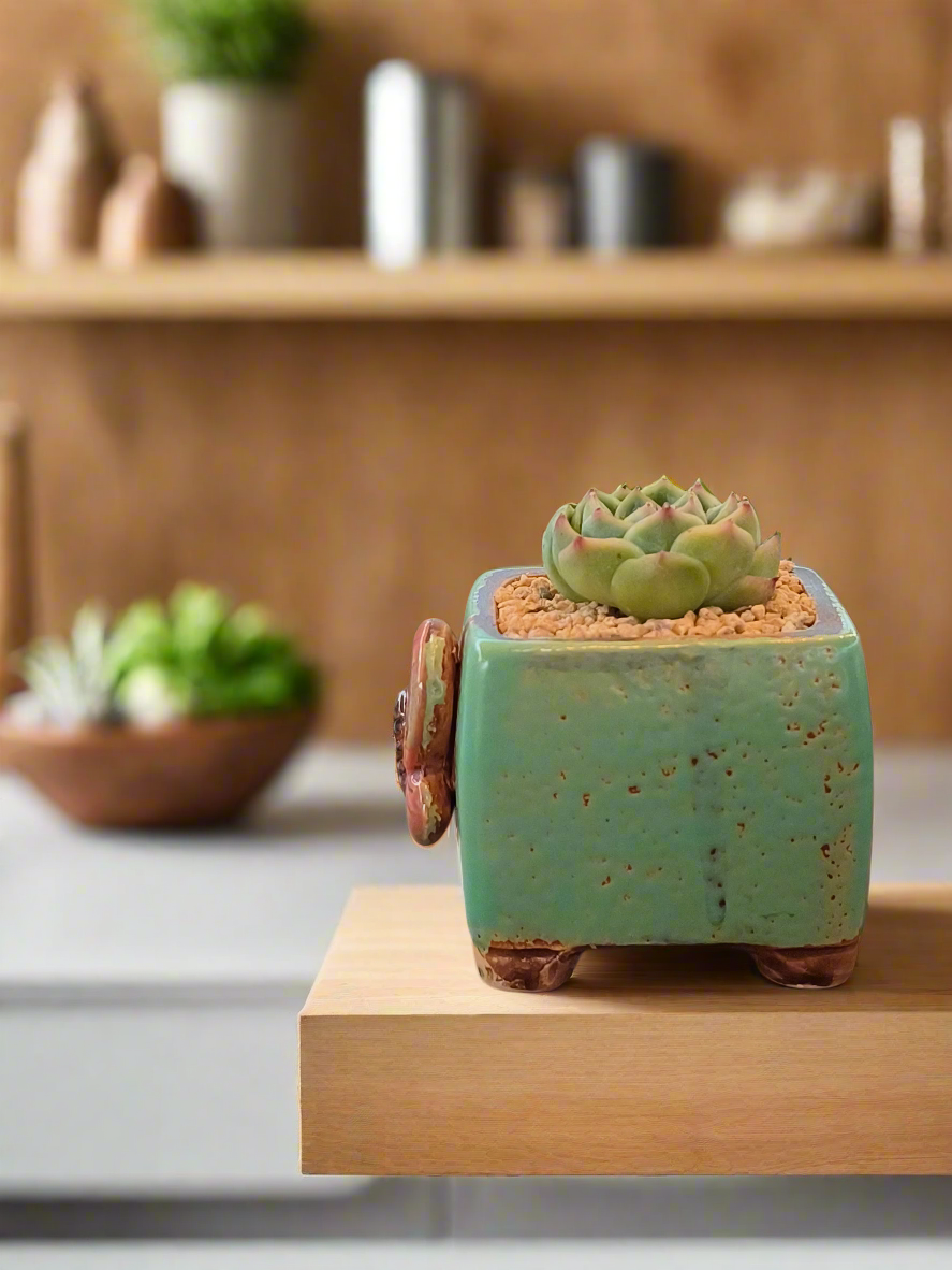 Succulent Ceramic Butterfly Square Teal Planter – Echeveria 'Onslow'