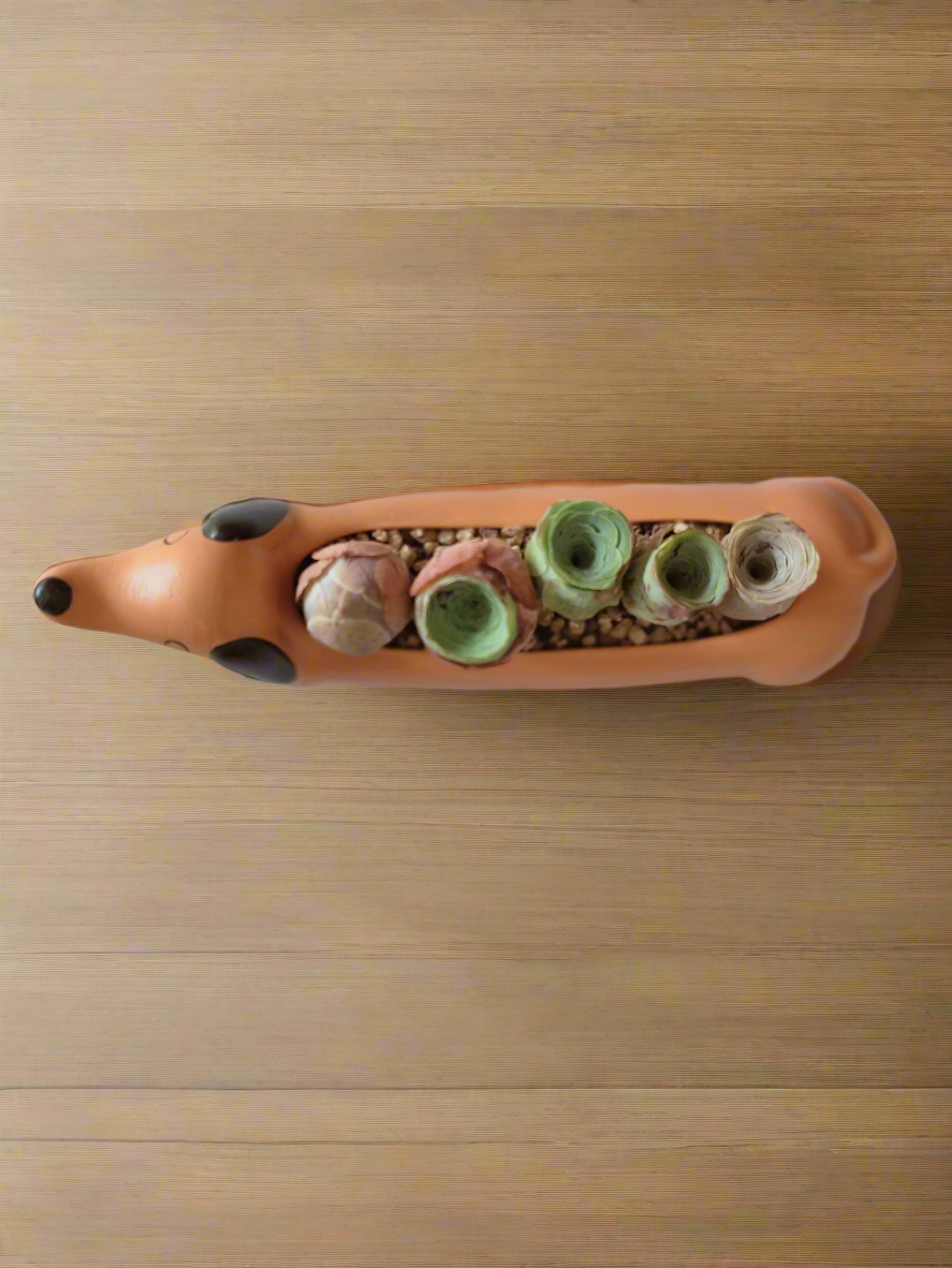 Succulent Daunchund - 5 Mountain Roses 'Greenovia' (Lilac & Green) - SlowBloomGreens