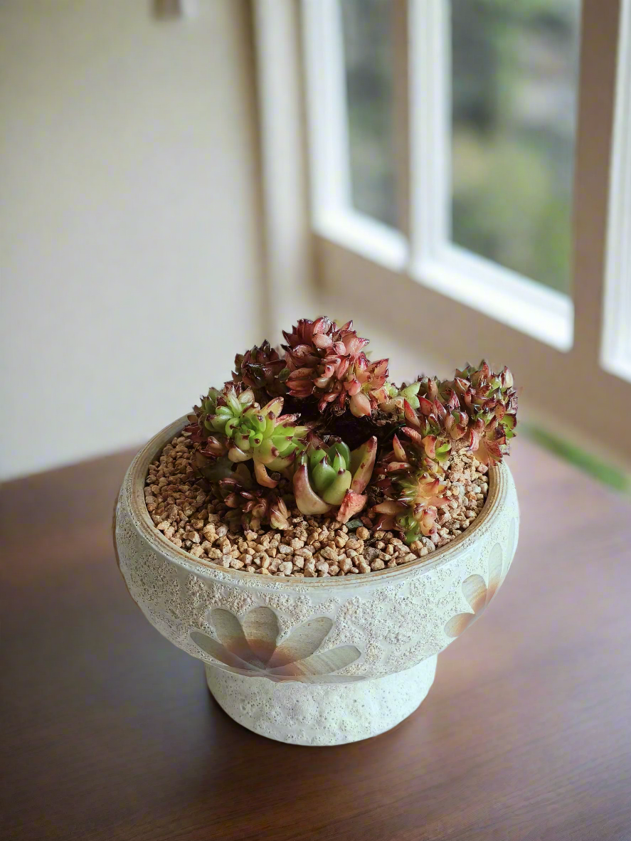 Succulent Moonlit Bloom Pot – Soft White with Echeveria Agavoides Cristata - SlowBloomGreens