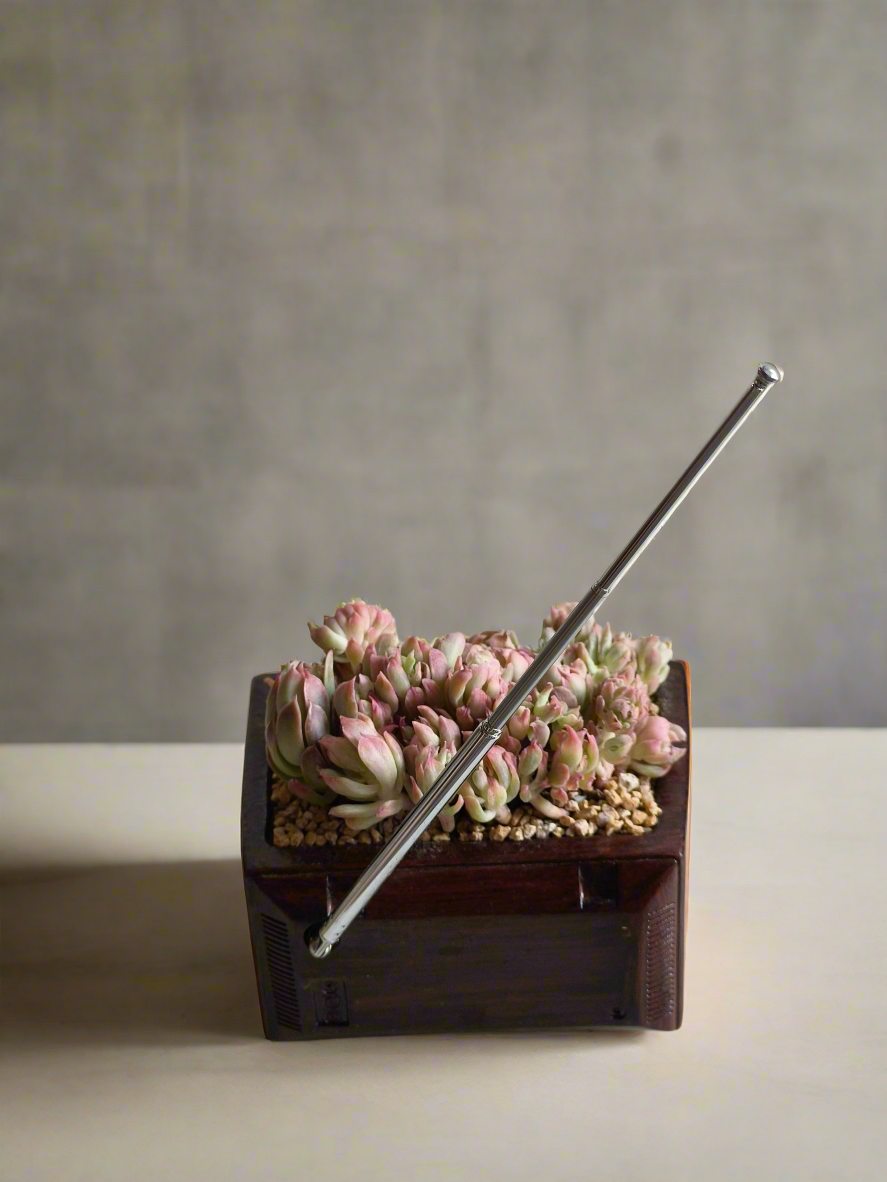 Succulent Retro TV β Echeveria Mebina