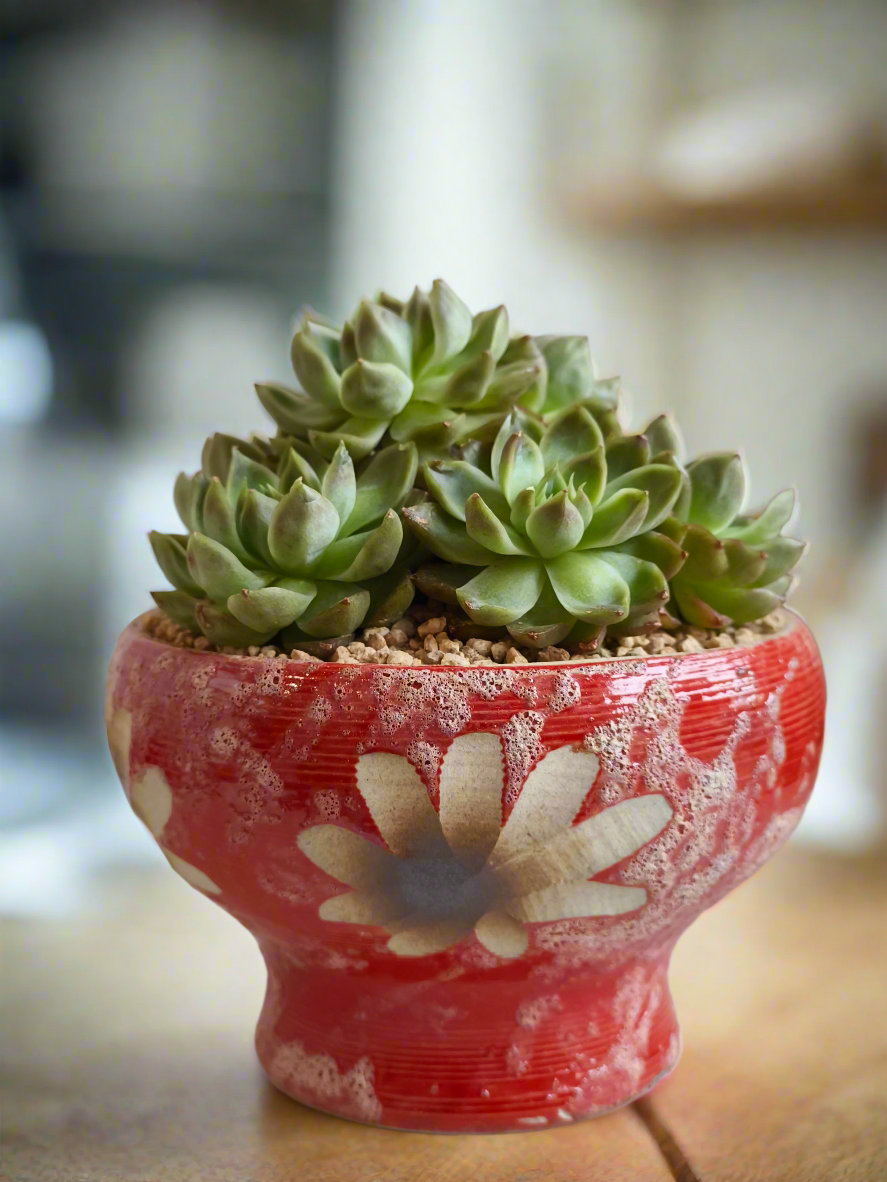 Succulent Moonlit Bloom Pot – Mottled Red with Echeveria 'Violet Queen'