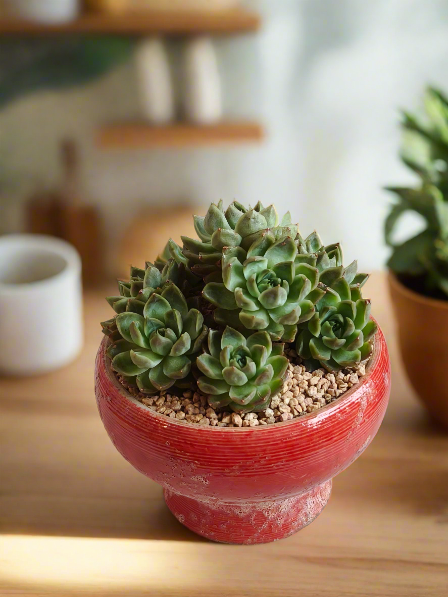 Succulent Moonlit Bloom Pot – Mottled Red with Echeveria 'Violet Queen'