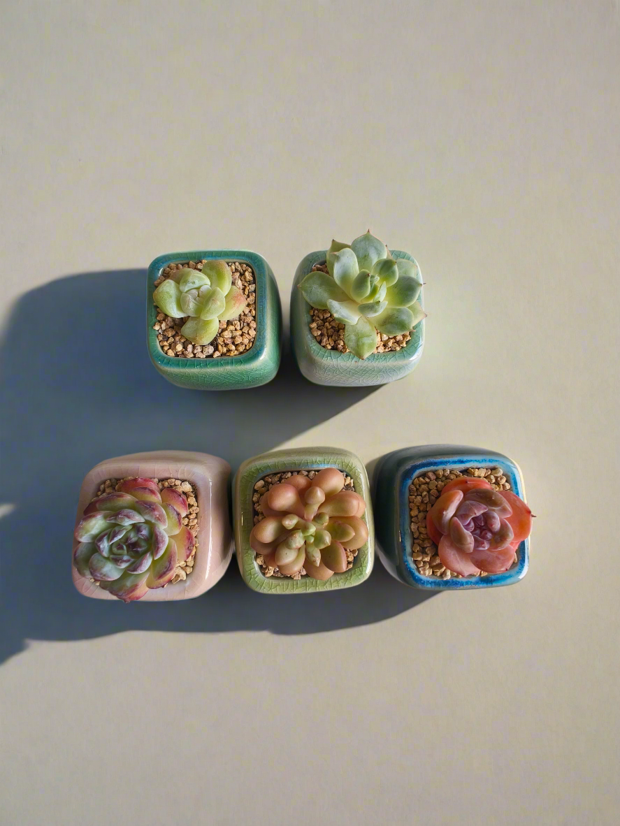 Succulent Serene Square Mini Planter – Echeveria 'Fortitude'