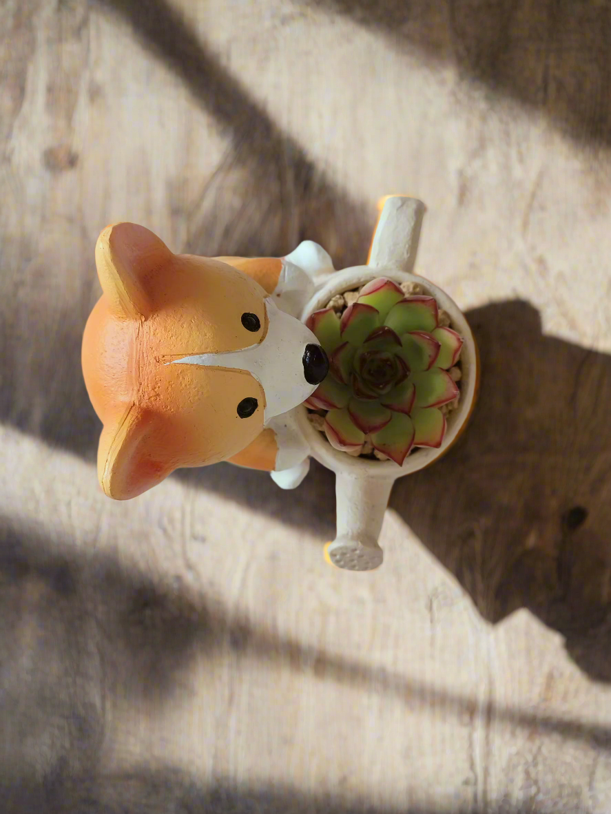 Succulent Charming Corgi - Echeveria Pulidonis - SlowBloomGreens
