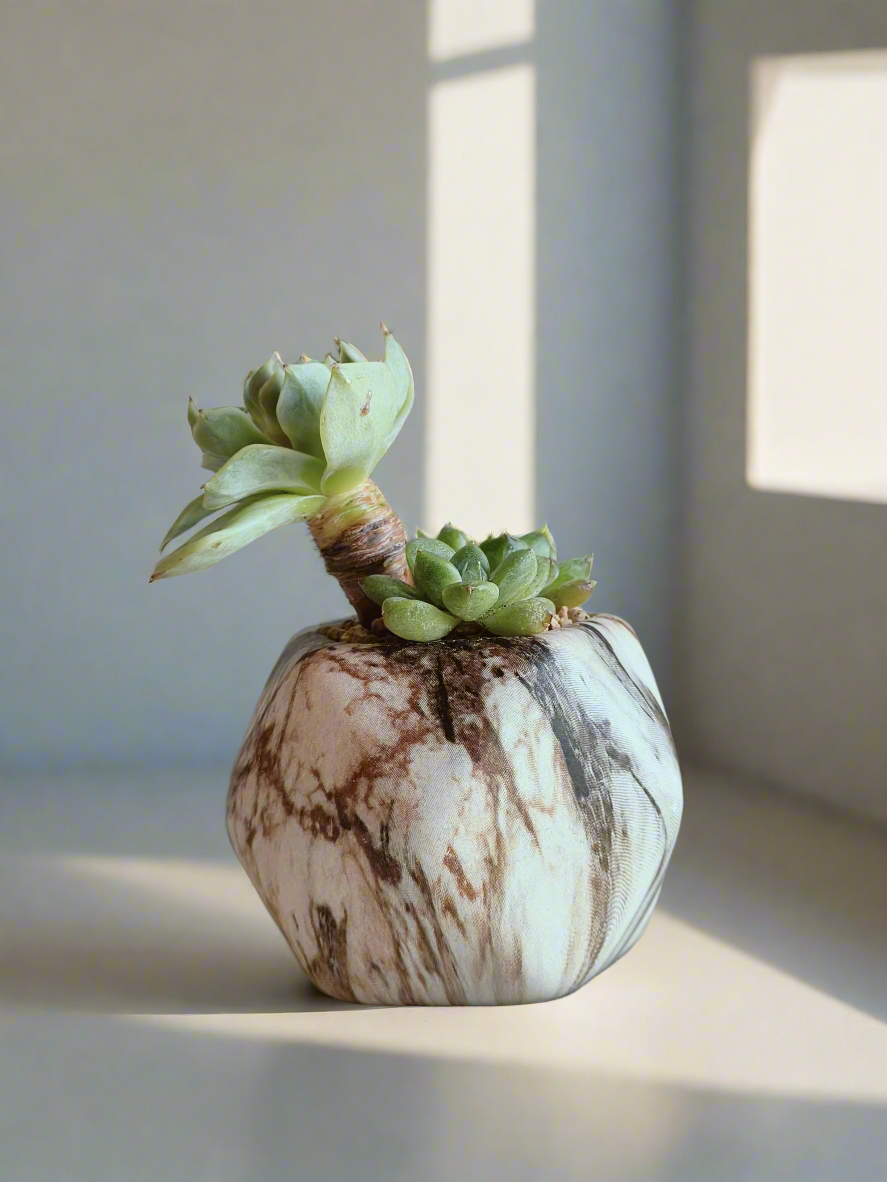 Succulent Mini Octagon Brown - Echeveria - SlowBloomGreens