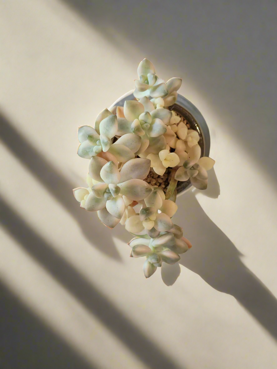 Succulent Rustic Pot Glow Grey - Graptoveria 'Titubans' - SlowBloomGreens