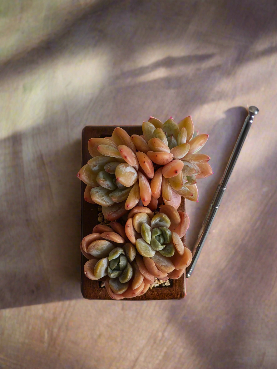 Succulent Retro Radio Planter – Echeveria 'Pink Ariel Crest' & Echeveria Hybrid