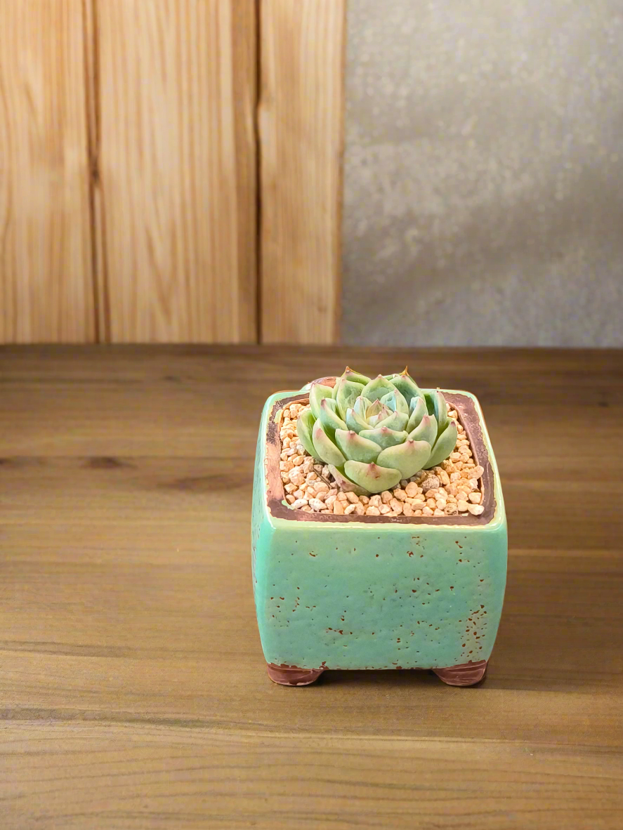 Succulent Ceramic Butterfly Square Teal Planter – Echeveria 'Onslow'