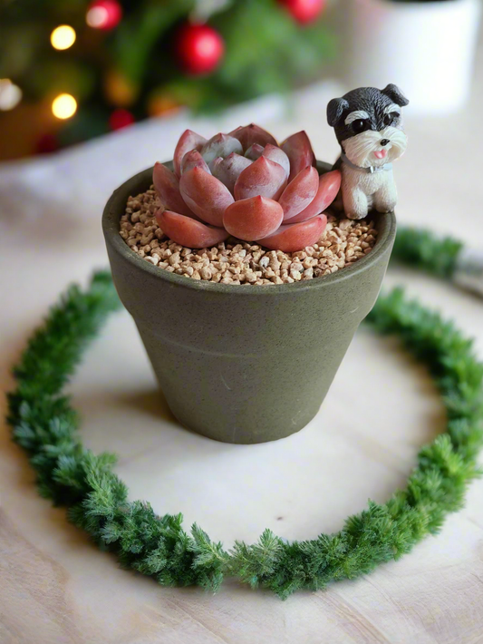Succulent Schnauzer Pot - Echeveria Orange Monroe - SlowBloomGreens