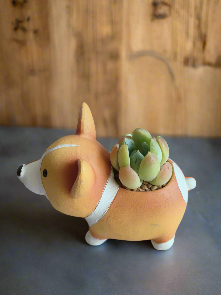 Succulent Charming Corgi - Echeveria Ice Green - SlowBloomGreens