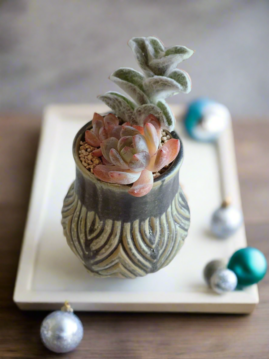 Succulent Rustic Pot Ash  – White Velvet & Echeveria Spica - SlowBloomGreens