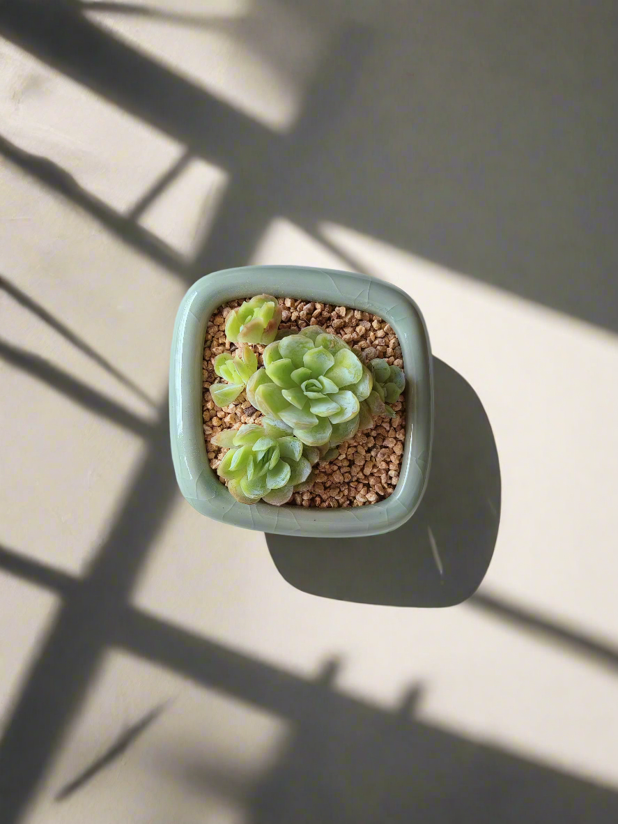 Succulent Zen Square Pastel Green Pot – Echeveria Elegans - SlowBloomGreens