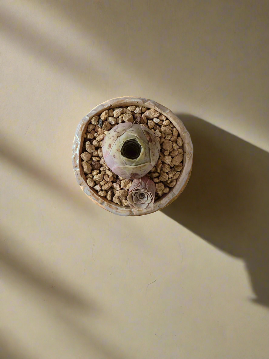 Succulent Lilac Ombre Rustic Planter – Egg Mountain Rose - SlowBloomGreens