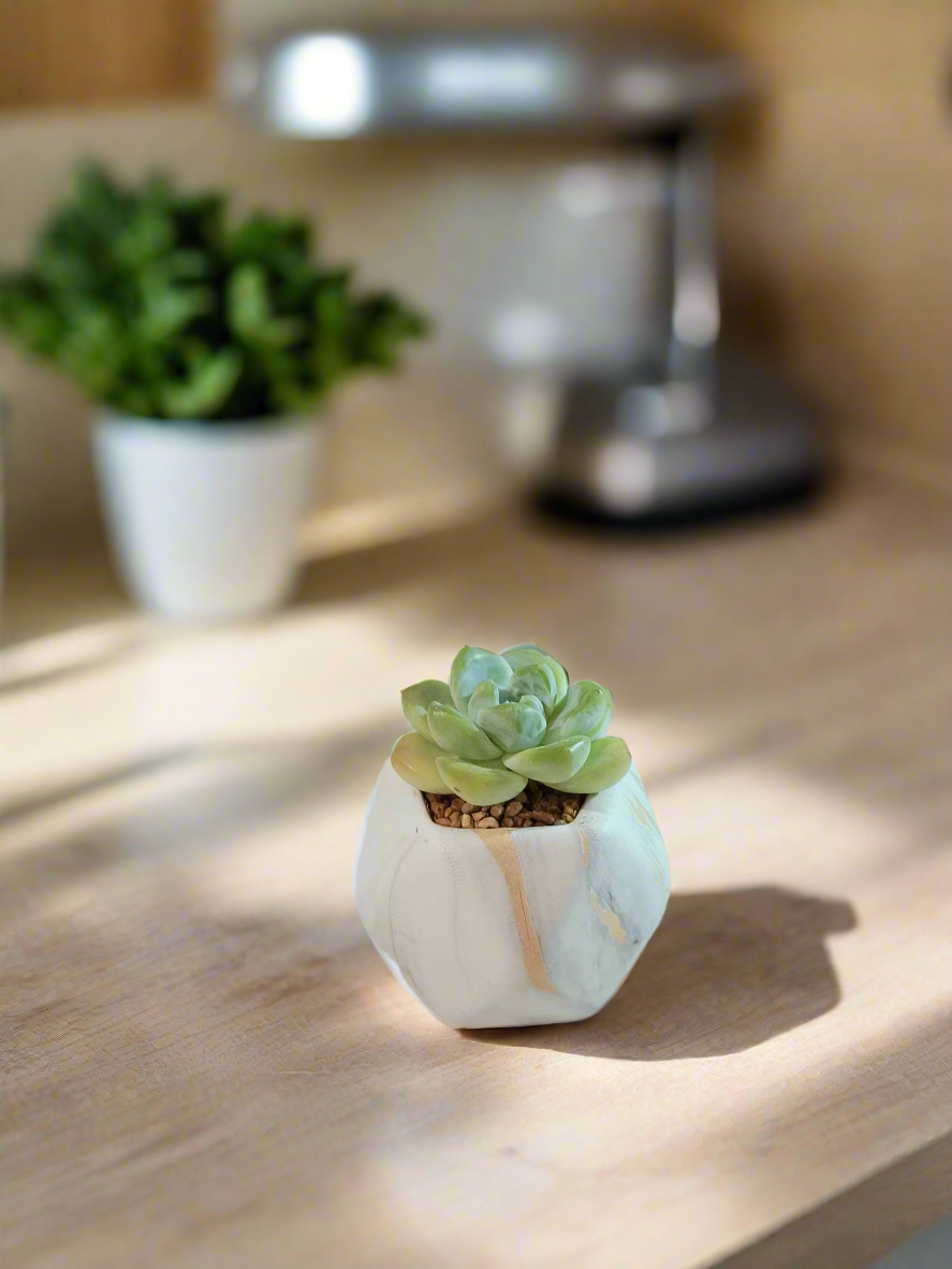 Succulent Mini Octagon Gold Pot – Echeveria Ice Green - SlowBloomGreens