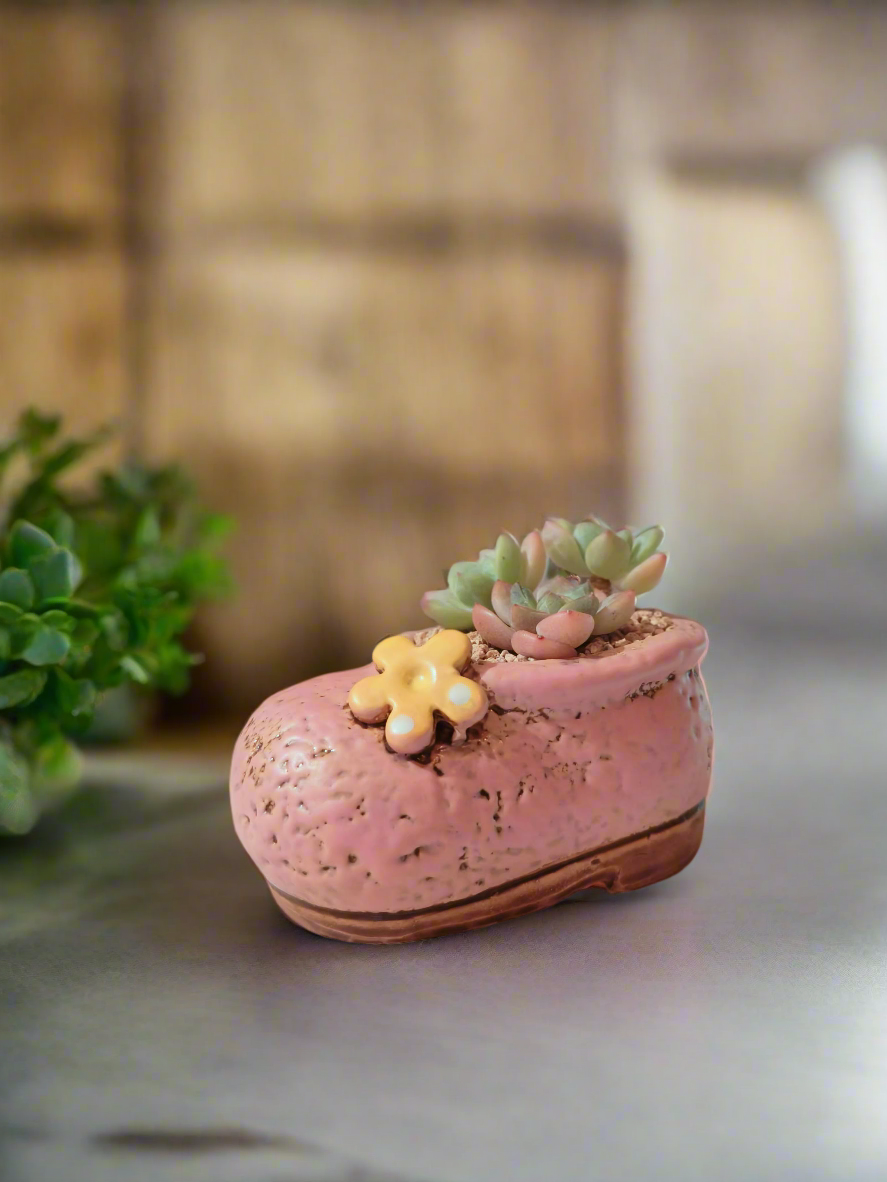 Succulent Mary Jane Charm Pastel Pink – Pachyphytum Cream Beauty - SlowBloomGreens