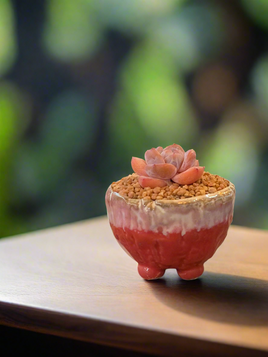 Succulent Red Ombre Rustic Mini Planter – Echeveria 'Cosette'