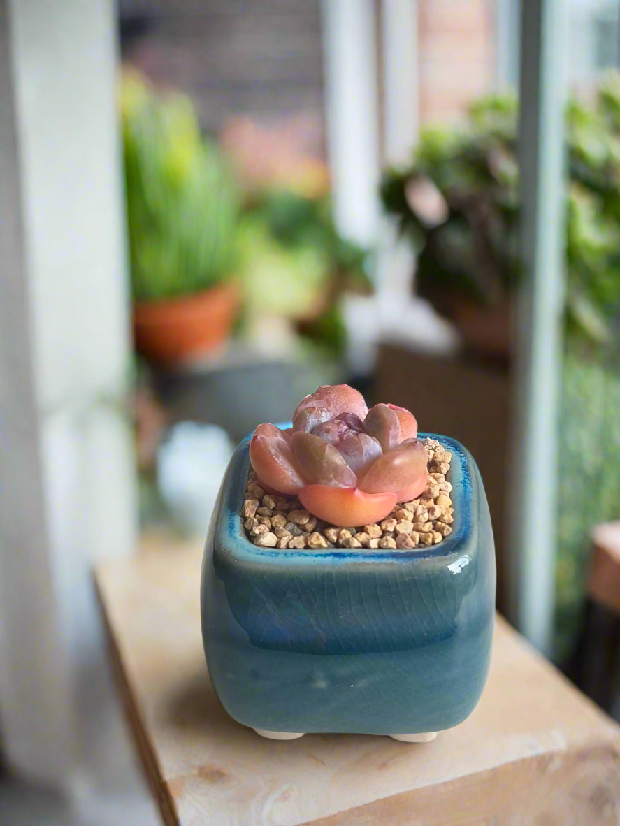 Succulent Serene Square Mini Planter – Echeveria 'Cosette'