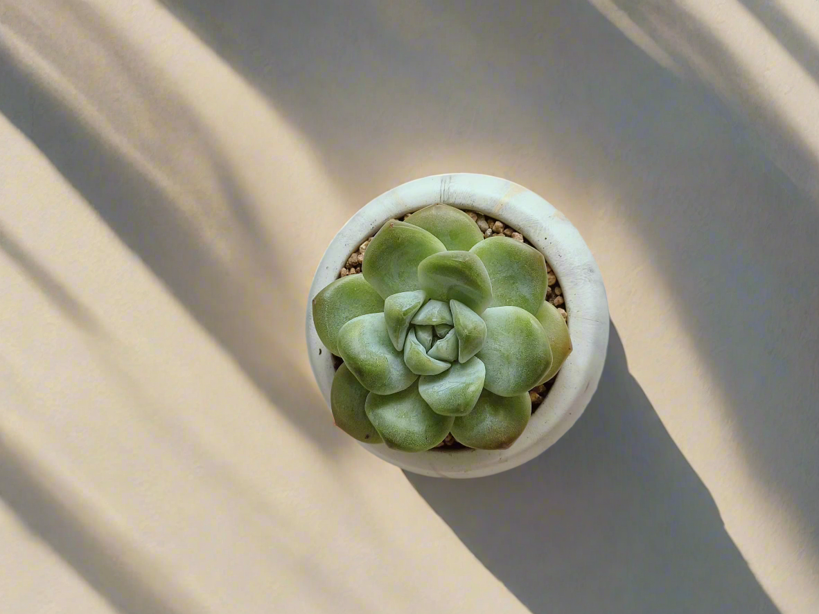 Succulent Mini Round Gold Pot – Echeveria Ice Green - SlowBloomGreens