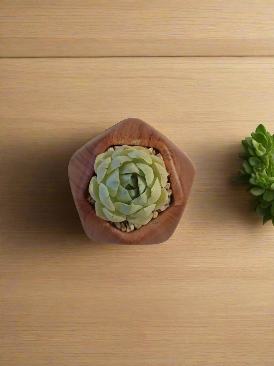 Succulent Mini Octagon 'Wood' – Echeveria Elegans 'Raspberry Ice' - SlowBloomGreens