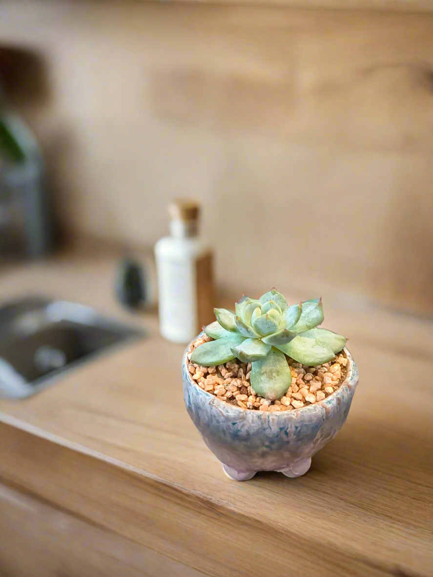 Succulent Misty Lavender Ombre Rustic Mini Planter – Echeveria Bluebird