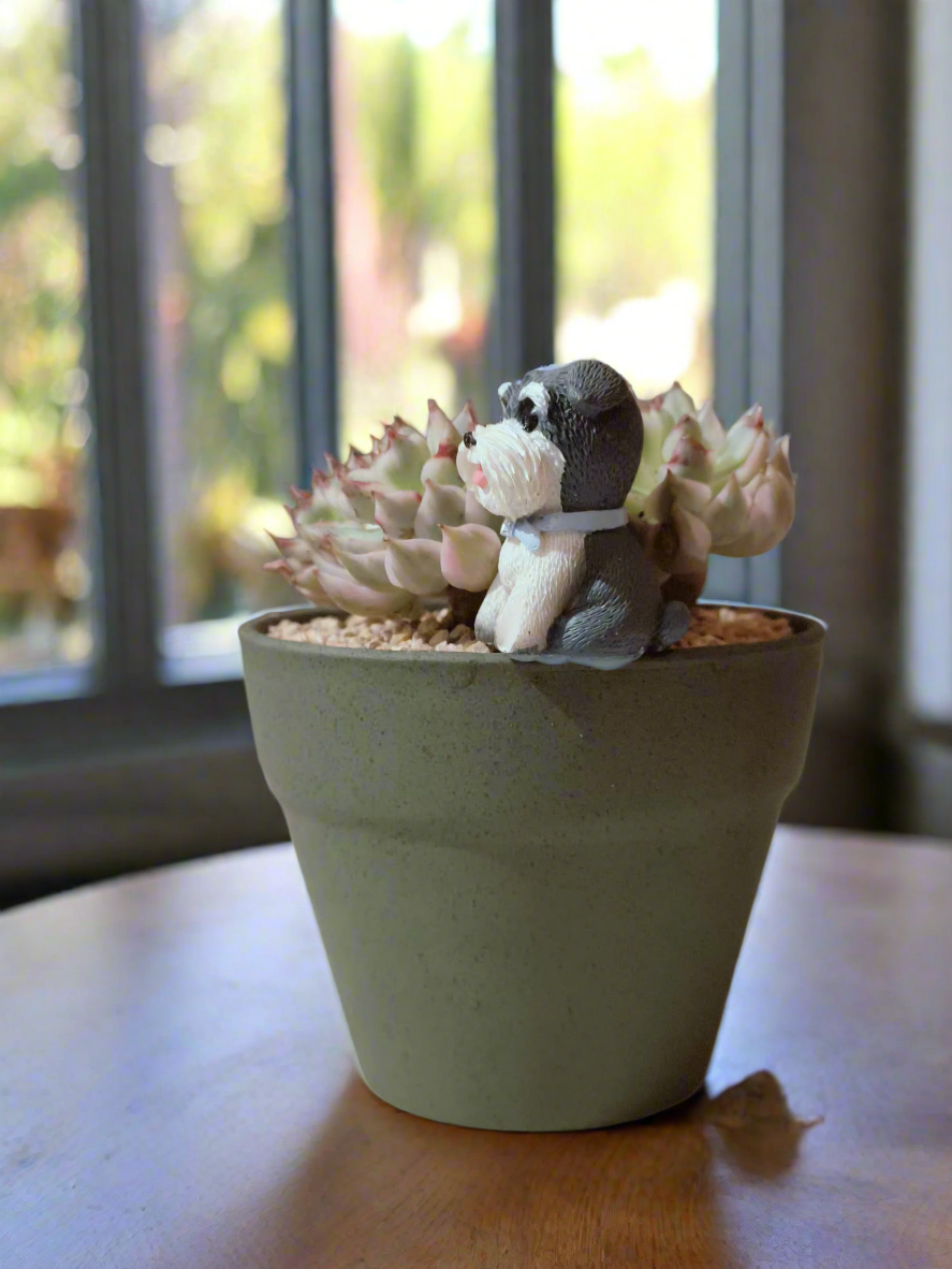 Succulent Speckled Terracotta Schnauzer Pot - Echeveria Halbingeri - SlowBloomGreens