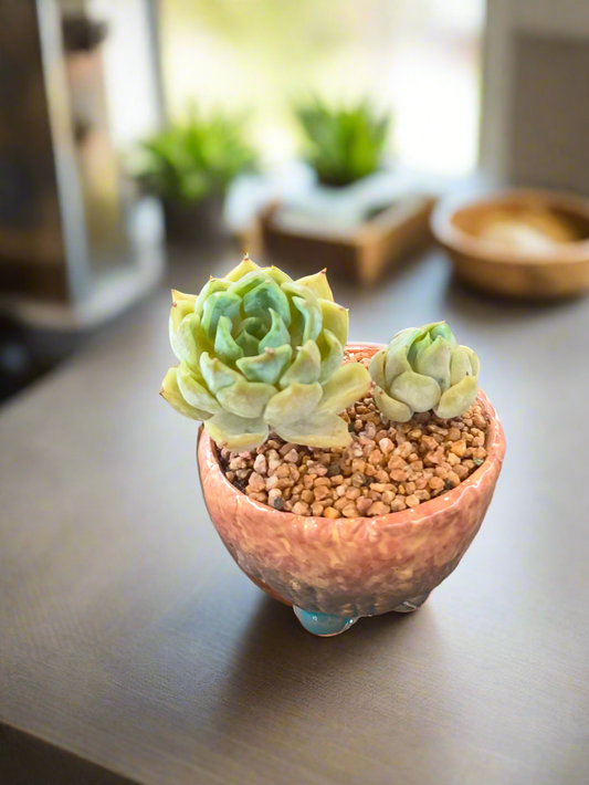 Succulent Rustic Ombre Earth-Tone Mini Planter – Echeveria 'Cila' (Twin Stalk)
