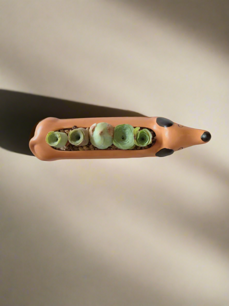 Succulent Daunchund - 5 Mountain Roses 'Greenovia' - SlowBloomGreens