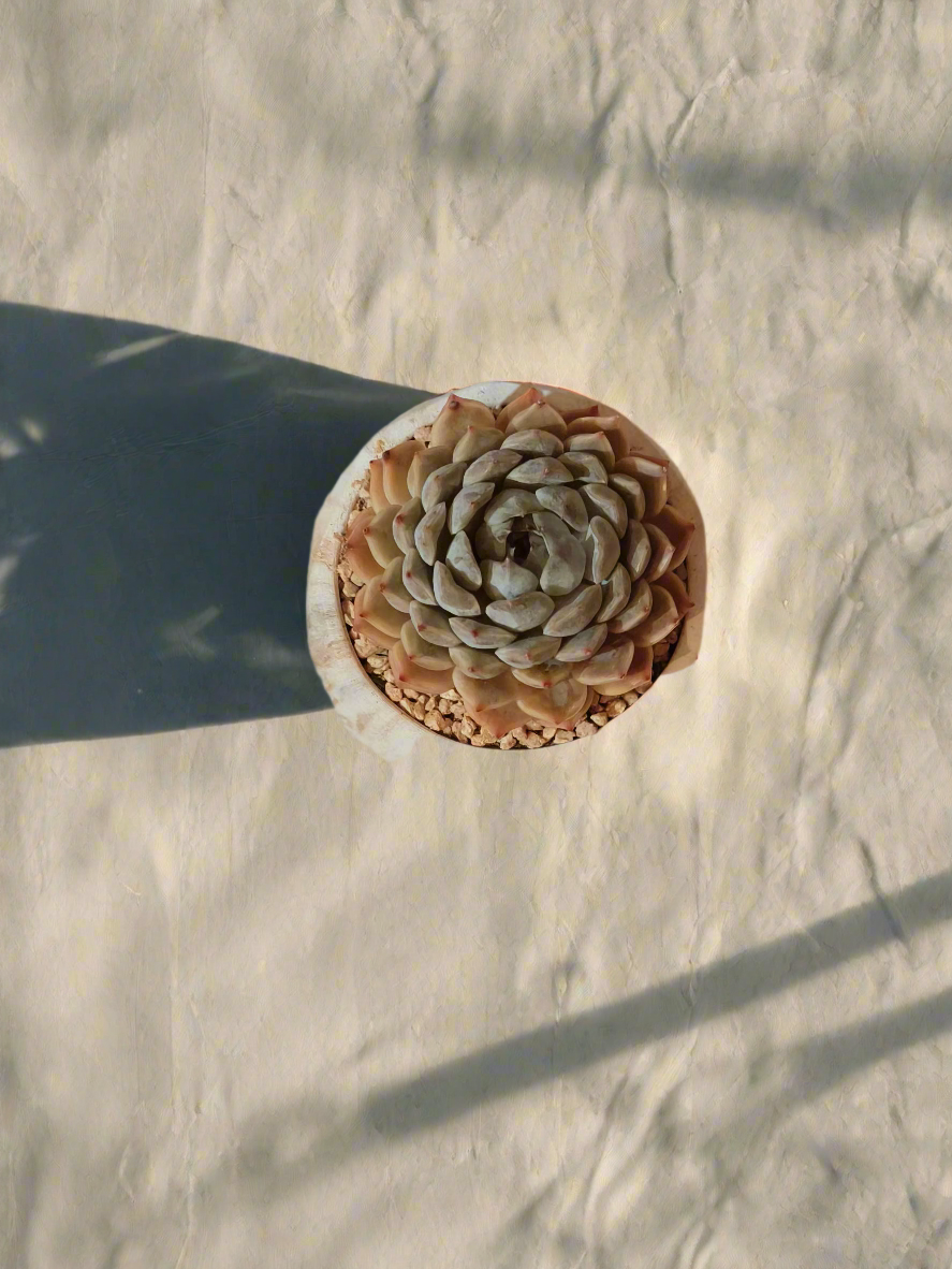 Succulent Classic Marble Brown Pot – Echeveria Fiona - SlowBloomGreens