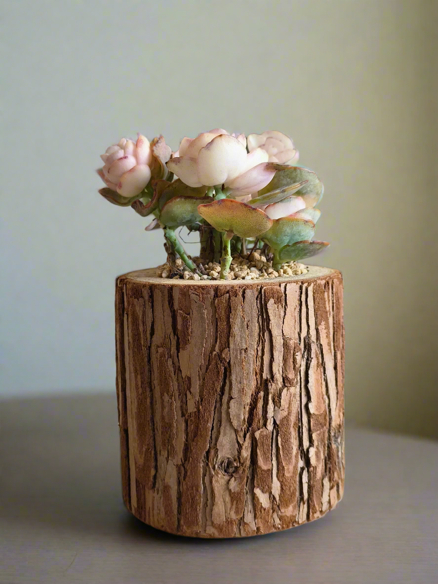 Succulent Natural Wood Log Pot - Kalanchoe Marnieriana - SlowBloomGreens