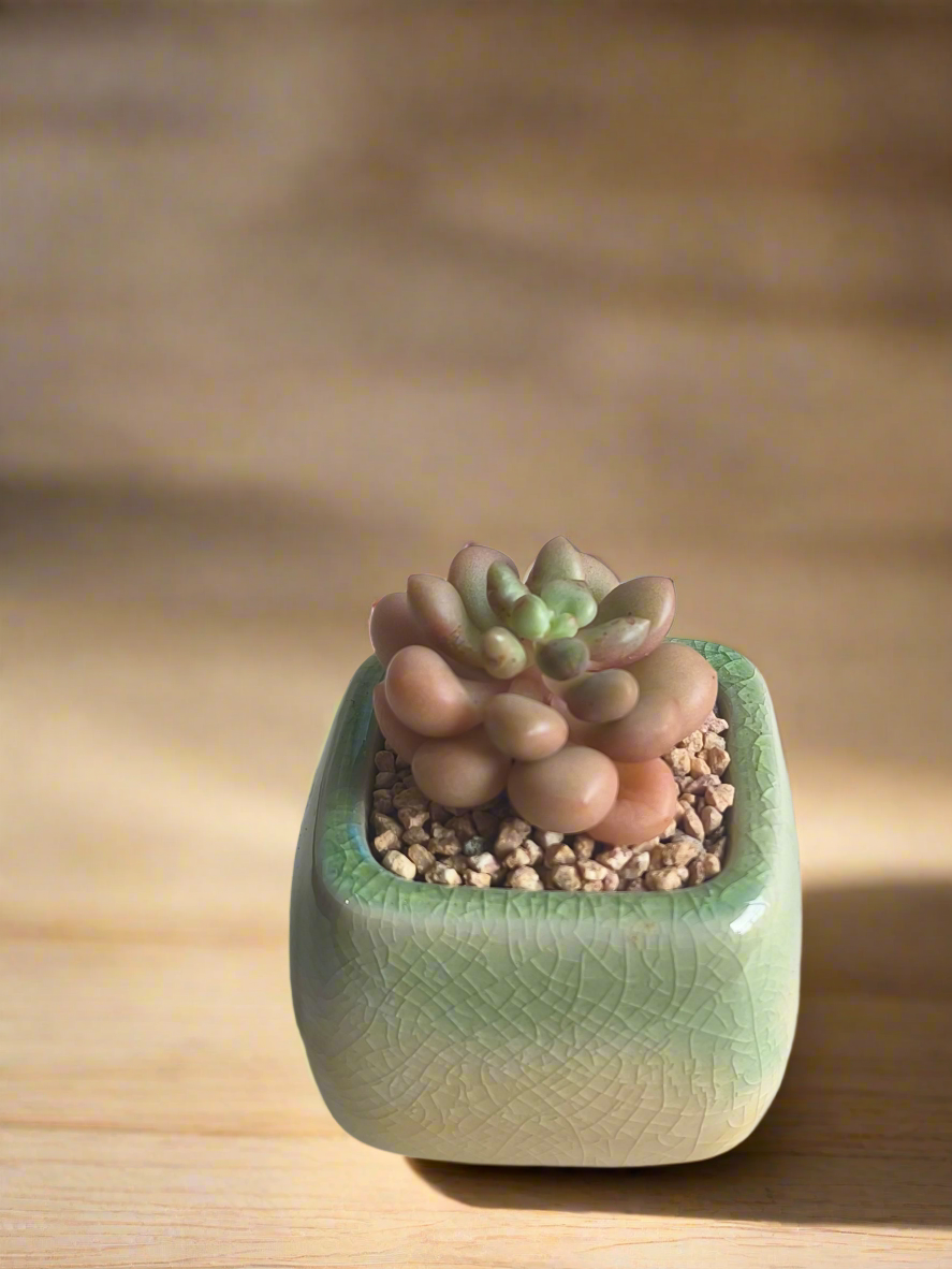 Succulent Mini Serene Square – Graptopetalum 'Mirinae'