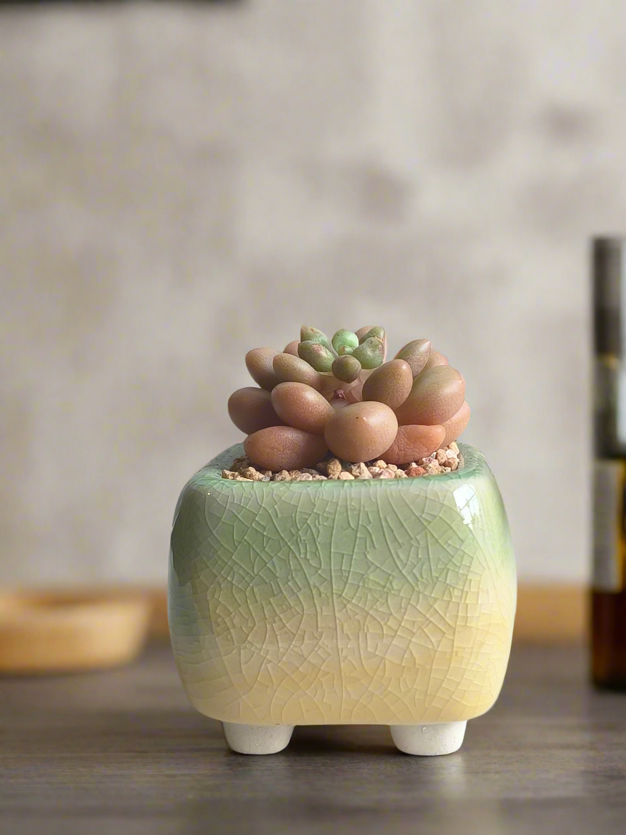 Succulent Mini Serene Square – Graptopetalum 'Mirinae'