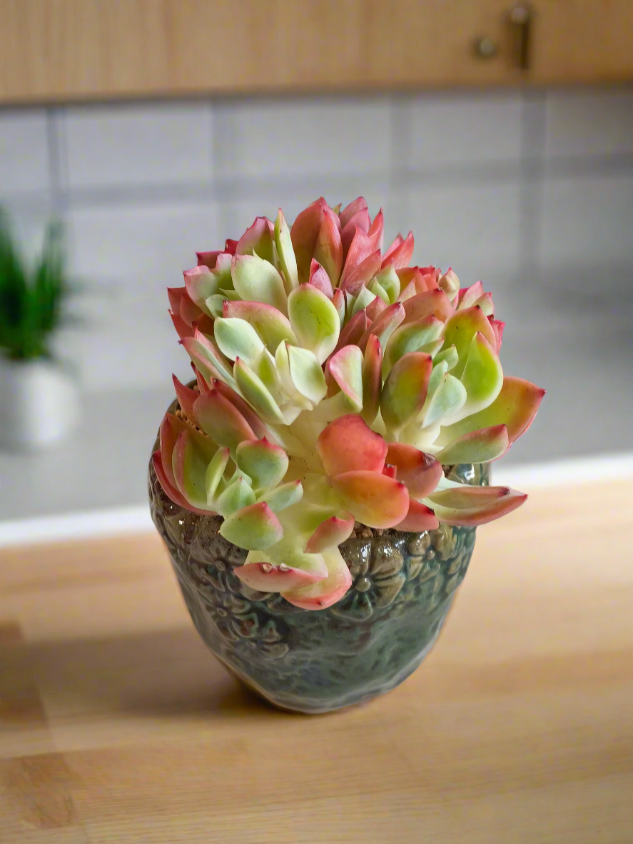 Succulent Rustica Ceramic Pot – Echeveria 'Luella'