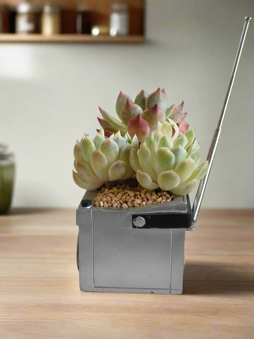 Succulent Retro Boombox – Succulent Arrangement