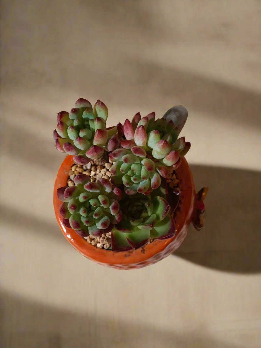 Succulent Enchanted Garden Dragonfly – Sedeveria 'Blue Elf' with Echeveria Agavoides